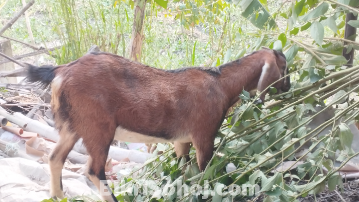 পাঠী ছাগল